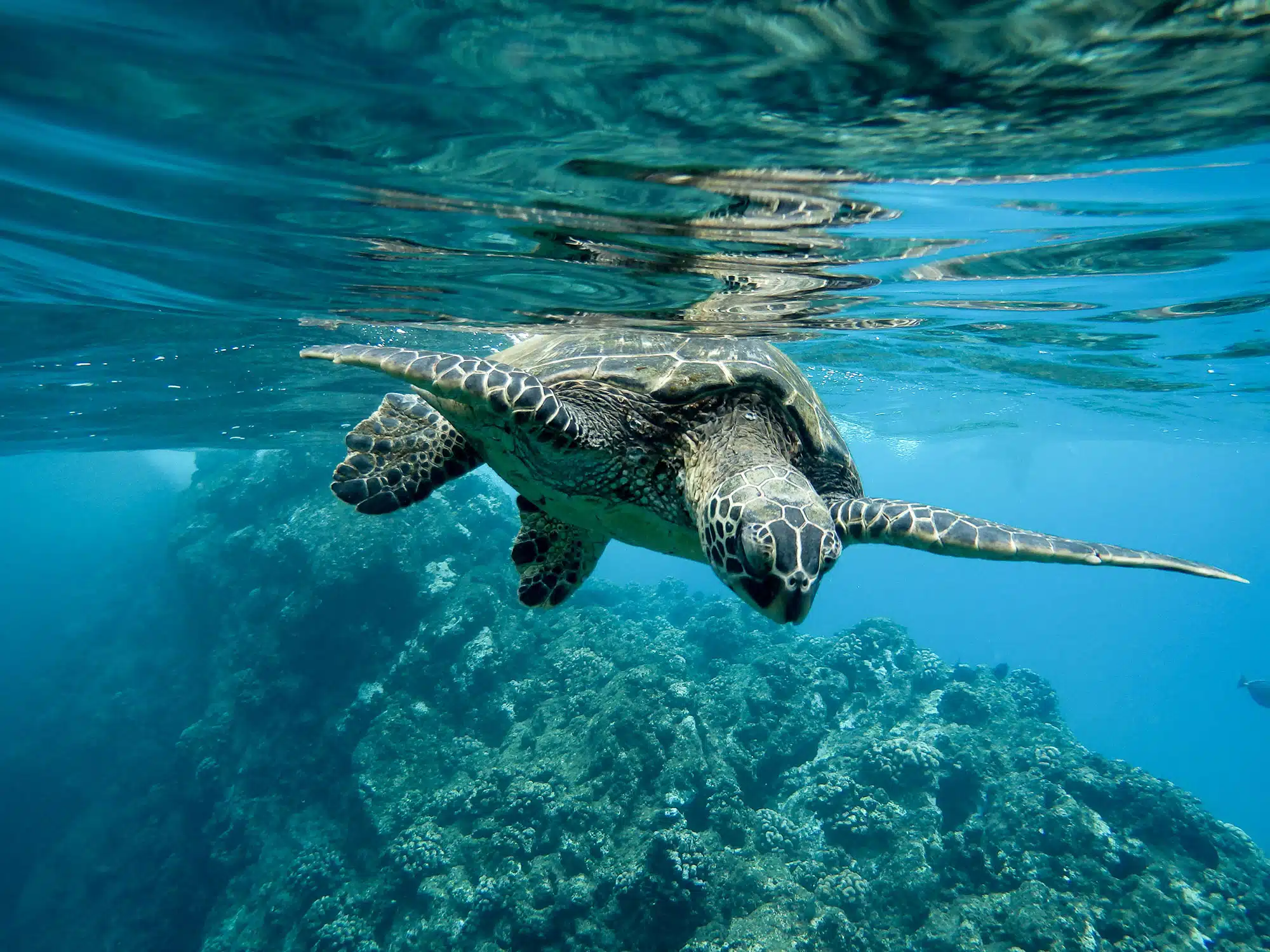 closeup-green-sea-turtle-swimming-underwater-lights