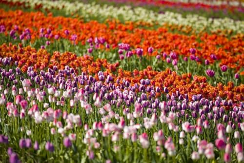 Vibrant coloured tulips blossoming in a tulip field; Woodburn Oregon United States of America Poster Print by Craig Tuttle (x )