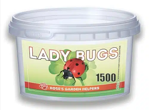 Live Ladybugs   Hippodamia Convergens   Guaranteed Live Deliver   Plastic Container for Moth ()