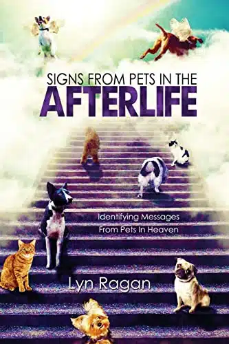 Signs From Pets In The Afterlife Identifying Messages From Pets In Heaven