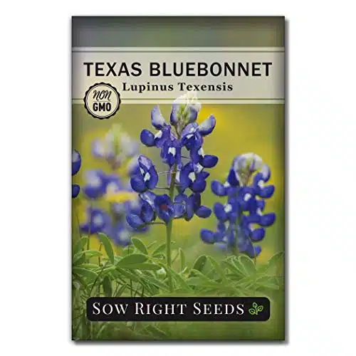 Sow Right Seeds   Texas Bluebonnet Seeds to Plant   Non GMO Heirloom Seeds  Full Instructions for Planting   Beautiful Perennial Blue Blooms  Sweet Addition to Your Yard ()